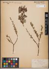 Foto von Salix aurita L. x Salix repens L.